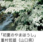 入選「初夏のやまほうし」 重村哲雄（山口県）