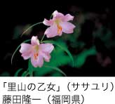 入選「里山の乙女」（ササユリ） 藤田隆一（福岡県）