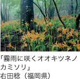 入選「霧雨に咲くオオキツネノ カミソリ」 右田稔（福岡県）