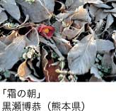 入選「霜の朝」 黒瀬博恭（熊本県）