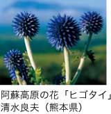 入選_阿蘇高原の花「ヒゴタイ」 清水良夫（熊本県）