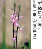 入選「可憐に立つ春」 川畑一憲（鹿児島県）