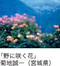 佳作「野に咲く花」 菊地誠一（宮城県）
