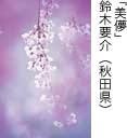 佳作「美儚」 鈴木要介（秋田県）