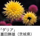 佳作「ダリア」 富田勝雄（茨城県）