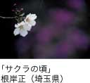 佳作「サクラの頃」 根岸正（埼玉県）
