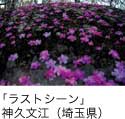 佳作「ラストシーン」 神久文江（埼玉県）