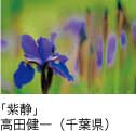 佳作「紫静」 高田健一（千葉県）