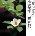 佳作「夏つばき」 小俣茂子（東京都）