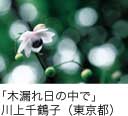 佳作「木漏れ日の中で」 川上千鶴子（東京都）