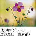 佳作「妖精のダンス」 渡部貞則（東京都）