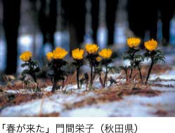 特選「春が来た」門間栄子（秋田県）