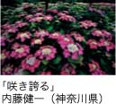 佳作「咲き誇る」 内藤健一（神奈川県）