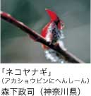 佳作「ネコヤナギ」 （アカショウビンにへんしーん） 森下政司（神奈川県）