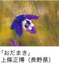 佳作「おだまき」 上條正博（長野県）