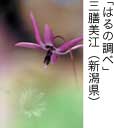 佳作「はるの調ベ」 三膳美江（新潟県）