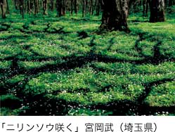 特選「ニリンソウ咲く」宮岡武（埼玉県）