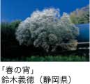 佳作「春の宵」 鈴木義徳（静岡県）