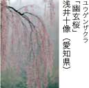 佳作「幽玄桜」 浅井十像（愛知県）