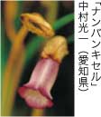 佳作「ナンバンキセル」 中村光一（愛知県）