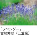 佳作「ラベンダー」 宮崎秀翠（三重県）