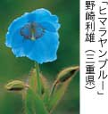 佳作「ヒマラヤンブルー」 野崎利雄（三重県）