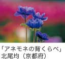 佳作「アネモネの背くらべ」 北尾均（京都府）