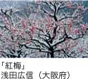 佳作「紅梅」 浅田広信（大阪府）