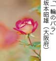 佳作「一輪のバラ」 坂本昭雄（大阪府）
