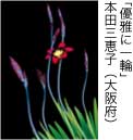 佳作「優雅に一輪」 本田三恵子（大阪府）
