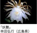 佳作「妖艶」 林田弘行（広島県）