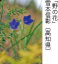 佳作「野の花」 雪本信彰（高知県）