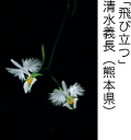 佳作「飛び立つ」 清水義長（熊本県）