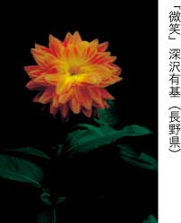 特選「微笑」深沢有基（長野県）