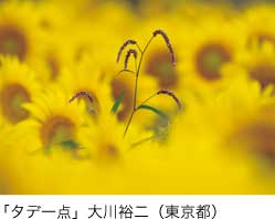 特選「タデ一点」大川裕二（東京都）