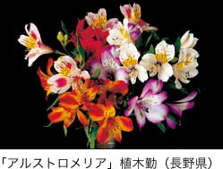 特選「アルストロメリア」植木勤（長野県）