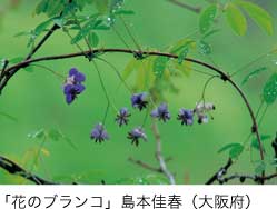 特選「花のブランコ」島本佳春（大阪府）