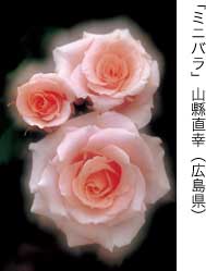 特選「ミニバラ」山縣直幸（広島県）