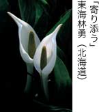 入選「寄り添う」 東海林勇（北海道）