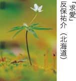 入選「求愛」 反保祐介（北海道）