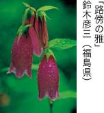 入選「路傍の雅」 鈴木彦三（福島県）