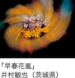 入選「早春花嵐」 井村敏也（茨城県）