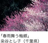 入選「春雨舞う梅郷」 染谷とし子（千葉県）