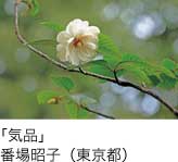 入選「気品」 番場昭子（東京都）