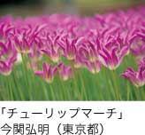 入選「チューリップマーチ」 今関弘明（東京都）