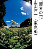 入選「蕎麦の花」 山田信一（東京都）