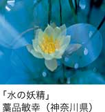 入選「水の妖精」 藁品敏幸（神奈川県）
