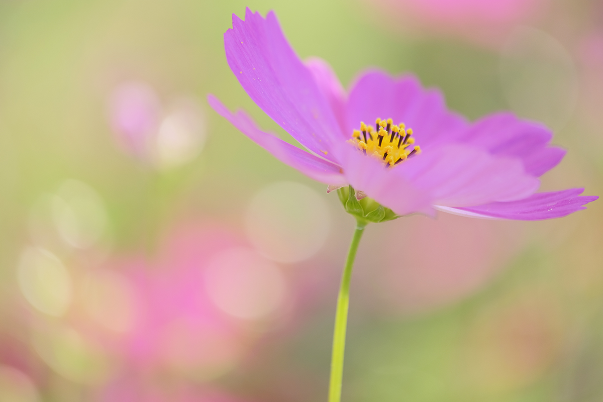 オンライン写真教室 マクロで楽しむ 季節の花の撮り方講座 コスモス 秋の花編 10 1 くにまさ講師 カメラのキタムラ フォトカルチャー倶楽部